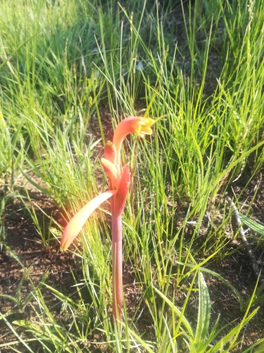 Cyrtanthus tuckii