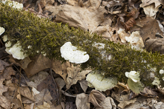Trametes gibbosa