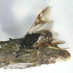 Cimbicidae