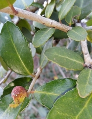 Gyropsylla ilecis