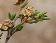 Spyridium mucronatum