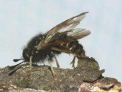 Cimbicidae