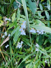 Tradescantia fluminensis