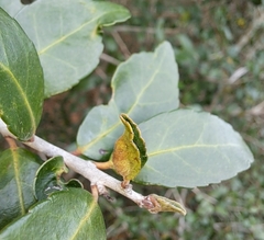 Gyropsylla ilecis