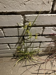 Cyperus virens