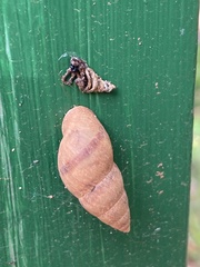 Bulimulus guadalupensis