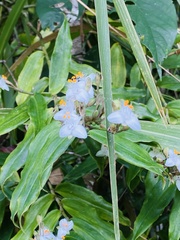 Tradescantia fluminensis