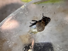 Entomophthora muscae