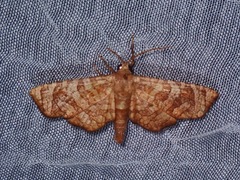 Thyrididae