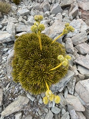 Aciphylla dobsonii