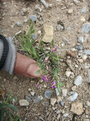 Hebecarpa macradenia