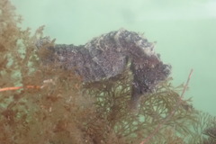 Hippocampus reidi