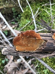 Hapalopilus rutilans