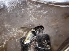 Protophormia terraenovae