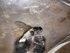 Protophormia terraenovae