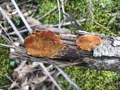 Hapalopilus rutilans