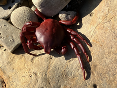 Taliepus nuttallii