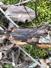 Hapalopilus rutilans