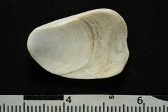 Crepidula plana
