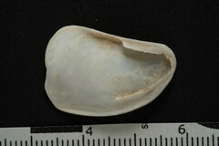 Crepidula plana