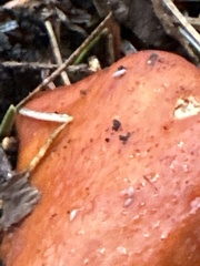 Lactarius subviscidus