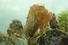 Hippocampus reidi