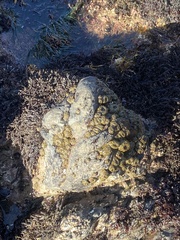 Anthopleura elegantissima