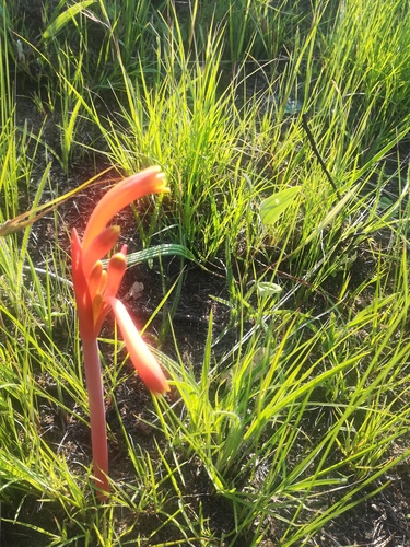 Cyrtanthus tuckii