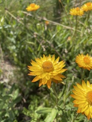 Xerochrysum subundulatum