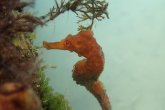 Hippocampus reidi