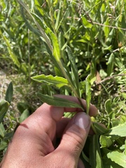 Xerochrysum subundulatum