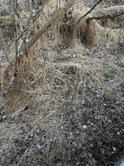 Microstegium vimineum