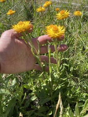 Xerochrysum subundulatum