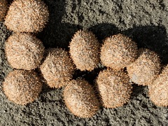 Stilbella fimetaria
