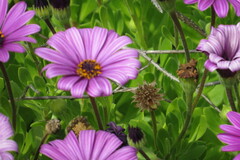 Dimorphotheca jucunda
