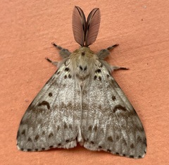 Lymantria lunata