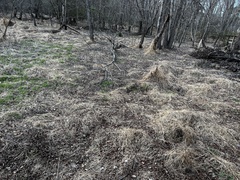 Microstegium vimineum