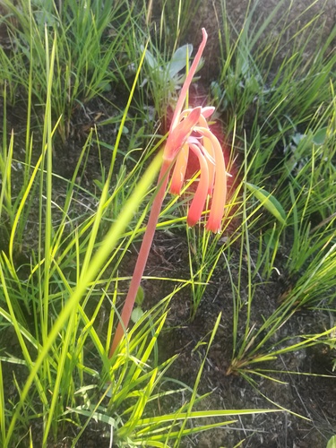 Cyrtanthus tuckii