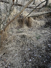 Microstegium vimineum