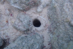 Axiopsis serratifrons
