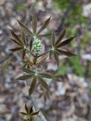 Aesculus sylvatica