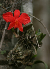 Cattleya coccinea