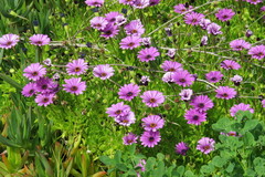 Dimorphotheca jucunda