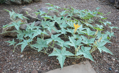 Cucurbita palmata