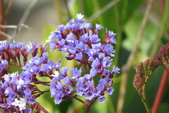 Limonium perezii