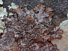 Punctelia stictica
