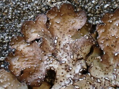 Punctelia stictica