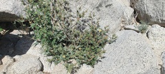 Mentzelia hirsutissima
