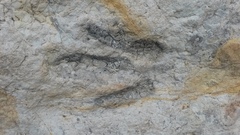 Coelophysoidea