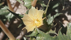 Mentzelia hirsutissima